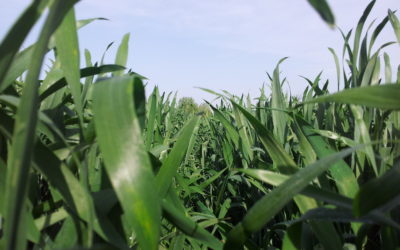 MAIS SU TRE: LAVORAZIONI IN BUONO STATO NONOSTANTE I NUBIFRAGI DI MAGGIO
