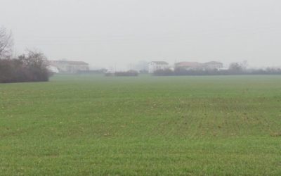 FRUMENTO IN SALUTE SU TERRENO A MINIMA LAVORAZIONE,CON PERFETTO SMALTIMENTO DELL’ACQUA PIOVANA