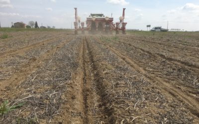 SEMINA DEL MAIS SU STRIP-TILL NEL MANTOVANO: SEMPRE PIÙ’ AGRICOLTORI CHIEDONO INNOVAZIONE