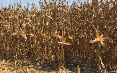 AGRI INFORMA – RISULTATI RACCOLTA MAIS KVERNELAND ACADEMY
