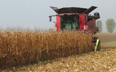 MAIS, IL VANTAGGIO DELLA DOSE VARIABILE DI SEME E’ 17 QUINTALI/ETTARO