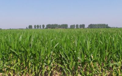 AGRI INFORMA – RISULTATI ECONOMICI KVERNELAND ACADEMY CON IL PROF. FRASCARELLI