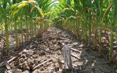 AGRI INFORMA – KVERNELAND ACADEMY: FOCUS SUI RISULTATI