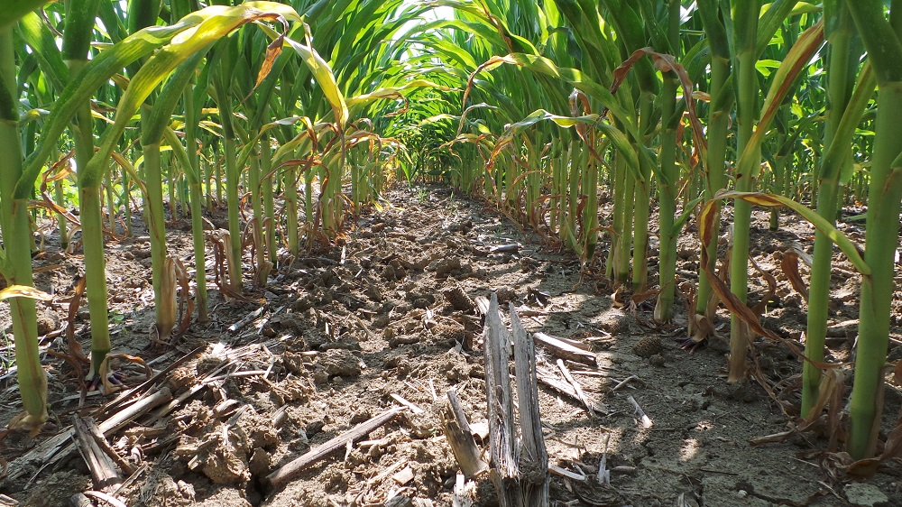 AGRI INFORMA – KVERNELAND ACADEMY: FOCUS SUI RISULTATI
