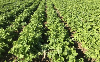 SEMINARIO: “LA TRASFORMAZIONE DIGITALE IN AGRICOLTURA:UNA RIVOLUZIONE CULTURALE E TECNOLOGICA” – MANTOVA MULTICENTRE