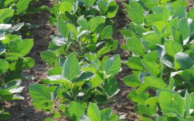 SOIA NAV 290, RIZOBIATURA PERFETTA SIA SU ARATURA CHE SU MINIMA LAVORAZIONE