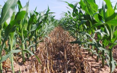 RESTITUIAMO VITALITÀ’ AI TERRENI AGRICOLI: LO CHIEDE L’EUROPA E LO PRETENDE IL PORTAFOGLI