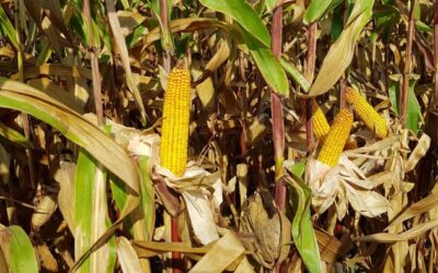 DKC 6092 DI DEKALB MOSTRA OTTIMA VITALITÀ’ E SPIGHE DI GRANDI DIMENSIONI E CON TANTI RANGHI
