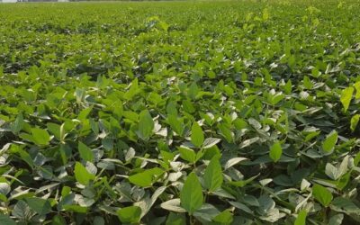SOIA NAV 290 DEVASTATA DALLA GRANDINE RISORGE RIGOGLIOSA CON TANTI BACCELLI